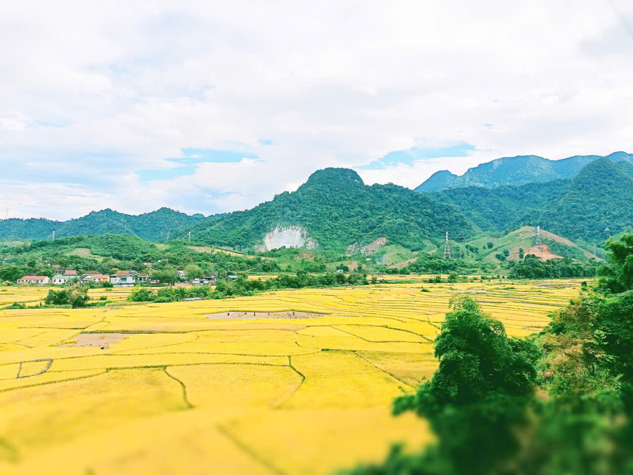 View ruộng lúa